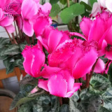BELLFARM Cyclamen Mixed 4 Colors Pink Light Pink Purple Bi-color Big Blooms Perennial Flowers Bonsai 5 Seeds Home Garden