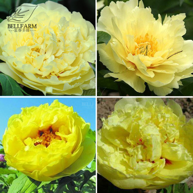 BELLFARM Heirloom Peony Yellow Series 4 Types Flowers, 5 Seeds Big Blooms Double Flowers Light Fragrant Garden Attracting