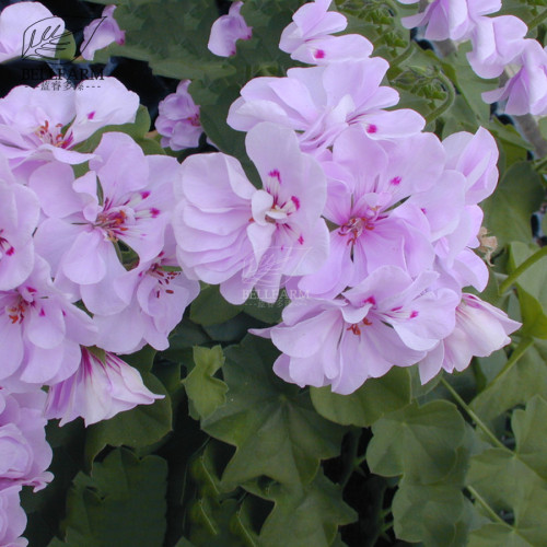 BELLFARM Geranium Light Pinkish White Double Petals with Purple Spots Close to Centre Flowers 10 Seeds Perennial Garden