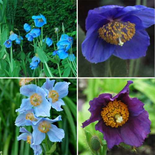 BELLFARM Mixed 4 Types Corn Poppy Blue Sky Blue Purple Perennial Flowers Bonsai 100 Seeds Oranamental Big Blooms