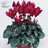 BELLFARM Cyclamen Purplish Red Light Purple Rose Red Rose Purple Mixed 4 Types 5 Seeds Bonsai Home Garden Ornamental