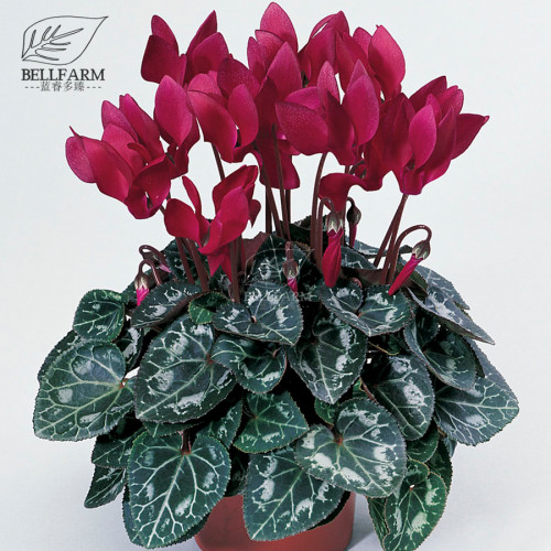 BELLFARM Cyclamen Purplish Red Light Purple Rose Red Rose Purple Mixed 4 Types 5 Seeds Bonsai Home Garden Ornamental