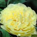 BELLFARM Heirloom Peony Yellow Series 4 Types Flowers, 5 Seeds Big Blooms Double Flowers Light Fragrant Garden Attracting