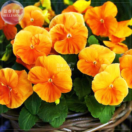 BELLFARM Pansy Orange Perenial Flower Seeds, 30 seeds, professional pack, viola wittrockiana home garden hardy flowers