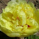 BELLFARM Heirloom Peony Yellow Series 4 Types Flowers, 5 Seeds Big Blooms Double Flowers Light Fragrant Garden Attracting