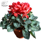 BELLFARM Cyclamen Purplish Red Light Purple Rose Red Rose Purple Mixed 4 Types 5 Seeds Bonsai Home Garden Ornamental