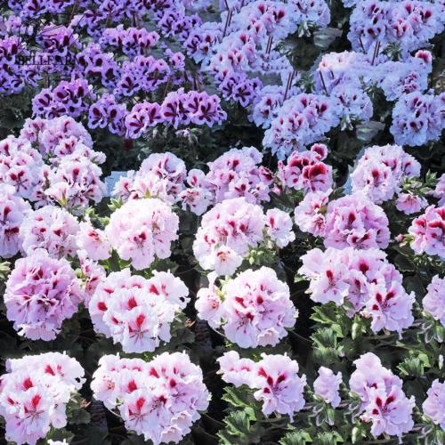 BELLFARM Geranium Mixed White Red Spot Double Petals Purple Black Stripes Flowers 10 Seeds Big Blooms Ball-typed Flowers