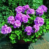 BELLFARM Geranium Fully Purple Double Petals Ball Typed Flowers 10 Seeds Hybrid Dense Bonsai Ornamental Garden