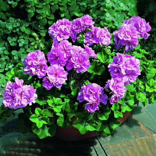 BELLFARM Geranium Fully Purple Double Petals Ball Typed Flowers 10 Seeds Hybrid Dense Bonsai Ornamental Garden