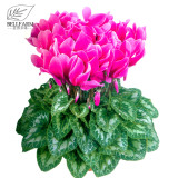 BELLFARM Cyclamen Purplish Red Light Purple Rose Red Rose Purple Mixed 4 Types 5 Seeds Bonsai Home Garden Ornamental