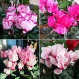 BELLFARM Cyclamen Mixed 4 Colors Pink Light Pink Purple Bi-color Big Blooms Perennial Flowers Bonsai 5 Seeds Home Garden