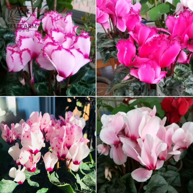BELLFARM Cyclamen Mixed 4 Colors Pink Light Pink Purple Bi-color Big Blooms Perennial Flowers Bonsai 5 Seeds Home Garden