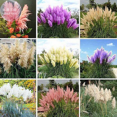 BELLFARM Impressive Coloful Pampas Grass Seeds, 200 seeds, ornamental home garden plants cortaderia selloana bonsai pot