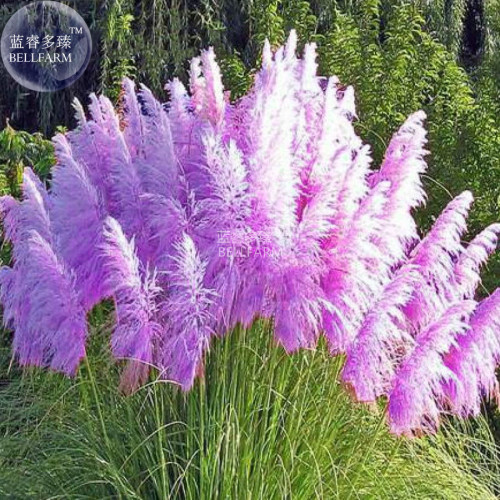 BELLFARM Impressive Coloful Pampas Grass Seeds, 200 seeds, ornamental home garden plants cortaderia selloana bonsai pot