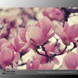 Heirloom Chinese Red Yellow Pink White Yulan Magnolia denudata Fragrant lilytree 10 Seeds