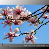 Heirloom Chinese Red Yellow Pink White Yulan Magnolia denudata Fragrant lilytree 10 Seeds