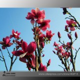 Heirloom Chinese Red Yellow Pink White Yulan Magnolia denudata Fragrant lilytree 10 Seeds