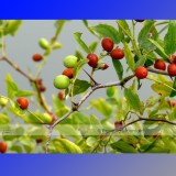 1 Professional Pack, 20 seeds / pack, Ziziphus Jujube Seeds Chinese Date Hardy Plant #NF388