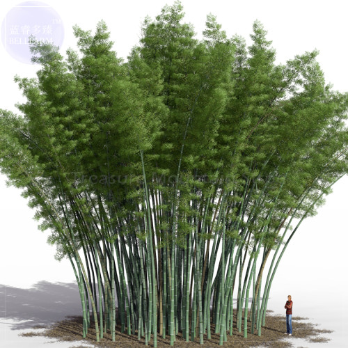 BELLFARM 200+ Huge Phyllostachys Pubescens Moso Bamboo Seeds, Professional Pack, Produce Edible Shoot BD001H