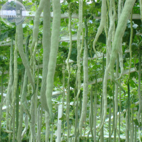 BELLFARM Long Snake Gourd 'Trichosanthes cucumerina' Seeds, 4 seeds, professional pack, tasty edible vegetables
