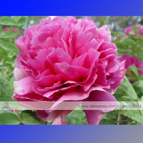 BELLFARM Red Rockii Tree Peony Garden Flowers 5 Seeds