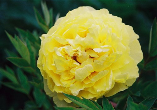 BELLFARM Huang Huakui Golden Yellow Peony Flowers Seeds 5pcs