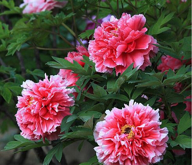 BELLFARM Rare White Red Tree Peony Tree Seeds 5PCS Great for Garden Flowers