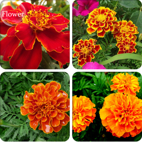 BELLFARM Heirloom Mixed French Marigold Annual Flowers 50 Seeds Maidenhair Bonsai Flowers