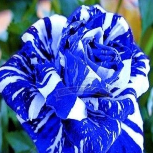 (Wholesales) 500g seeds / pack, BLUE STRIPE ROSE RARE ROSE ROSE BUSH BLUE WHITE DRAGON