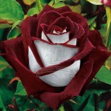 (Wholesales) 500g seeds / pack, BLUE STRIPE ROSE RARE ROSE ROSE BUSH BLUE WHITE DRAGON
