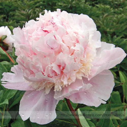 BELLFARM 5 Seeds Rare Many Petaled Bowl-shaped Pink Peony Garden Flowers Seeds