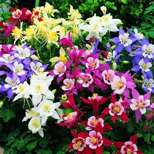 BELLFARM Rare Garden Columbine Aquilegia Mixed Perennial Flowers Seeds 100pcs