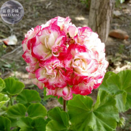 BELLFARM Geranium Fire red-to-white-to-light green Big Blooms Bonsai Flowers, 10seeds, home garden bonsai plants