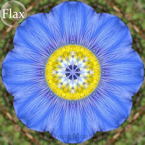 BELLFARM 100 Seeds Giant Dark Blue & Light Blue Flax Linum Usitatissimum