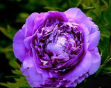 BELLFARM 5 Seeds Heirloom Big-leaf Hydrangea Purple Peony Tree Flowers Light Fragrant