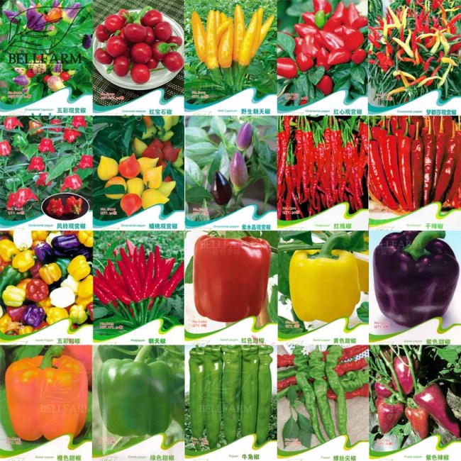Original Pack Hot Chilli Sweet Pepper Seeds