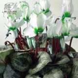 BELLFARM 10PCS Cyclamen Perennial Hardy Flowers Seeds Red Purple Pink White Green Colorful Home Garden Flowers Heirloom