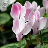 BELLFARM 10PCS Cyclamen Perennial Hardy Flowers Seeds Red Purple Pink White Green Colorful Home Garden Flowers Heirloom