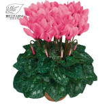 BELLFARM 10PCS Cyclamen Perennial Hardy Flowers Seeds Red Purple Pink White Green Colorful Home Garden Flowers Heirloom