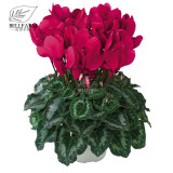 BELLFARM 10PCS Cyclamen Perennial Hardy Flowers Seeds Red Purple Pink White Green Colorful Home Garden Flowers Heirloom