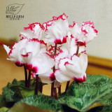 BELLFARM 10PCS Cyclamen Perennial Hardy Flowers Seeds Red Purple Pink White Green Colorful Home Garden Flowers Heirloom