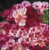 BELLFARM Clarkie Godetia Double Azalea Strain 50 Fresh Seeds