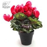 BELLFARM 10PCS Cyclamen Perennial Hardy Flowers Seeds Red Purple Pink White Green Colorful Home Garden Flowers Heirloom