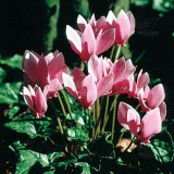 BELLFARM 10PCS Cyclamen Perennial Hardy Flowers Seeds Red Purple Pink White Green Colorful Home Garden Flowers Heirloom