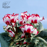 BELLFARM 10PCS Cyclamen Perennial Hardy Flowers Seeds Red Purple Pink White Green Colorful Home Garden Flowers Heirloom