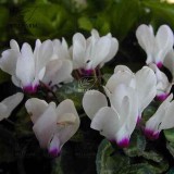 BELLFARM 10PCS Cyclamen Perennial Hardy Flowers Seeds Red Purple Pink White Green Colorful Home Garden Flowers Heirloom