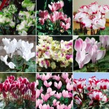 BELLFARM 10PCS Cyclamen Perennial Hardy Flowers Seeds Red Purple Pink White Green Colorful Home Garden Flowers Heirloom