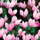 BELLFARM 10PCS Cyclamen Perennial Hardy Flowers Seeds Red Purple Pink White Green Colorful Home Garden Flowers Heirloom