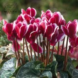 BELLFARM 10PCS Cyclamen Perennial Hardy Flowers Seeds Red Purple Pink White Green Colorful Home Garden Flowers Heirloom