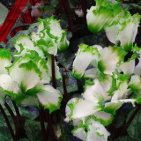 BELLFARM 10PCS Cyclamen Perennial Hardy Flowers Seeds Red Purple Pink White Green Colorful Home Garden Flowers Heirloom